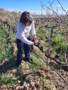 Poda de cepas de garnacha en viñedos de Belchite
