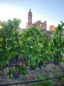 Viñedos de garnacha con el Pueblo Viejo de Belchite al fondo