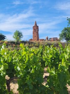 Viñedos de garnacha en Belchite con el Pueblo Viejo al fondo